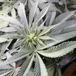White Widow RQS