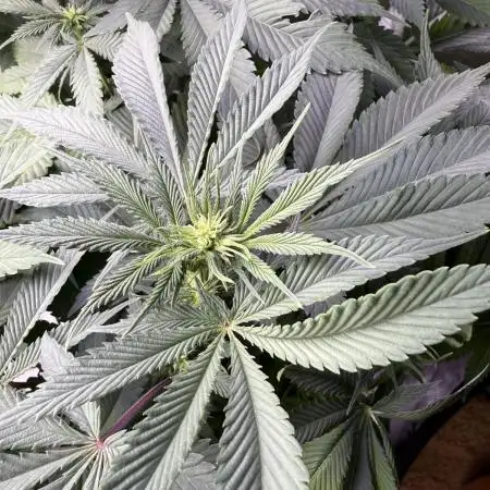 White Widow RQS
