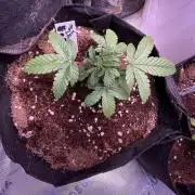 Purple Rim Grow #2