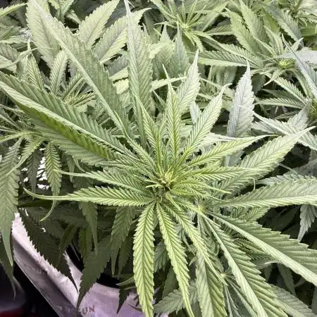 Chocolate Durban Fem Photo