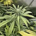 White Widow (OR Special Queen) grow 2