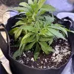 Chocolate Durban Fem Photo