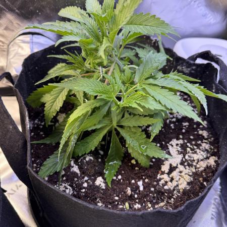Chocolate Durban Fem Photo
