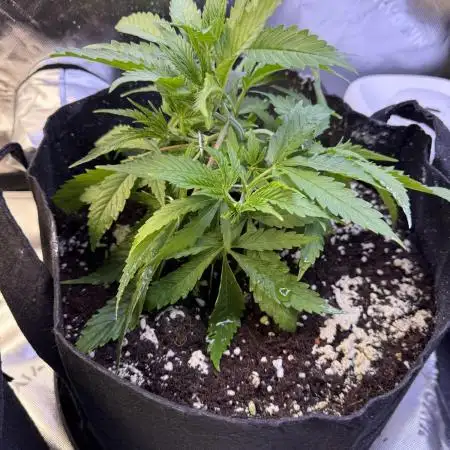 Chocolate Durban Fem Photo