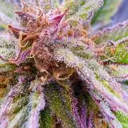 Eternity Grow Cup 2026 - Sticky Broccoli