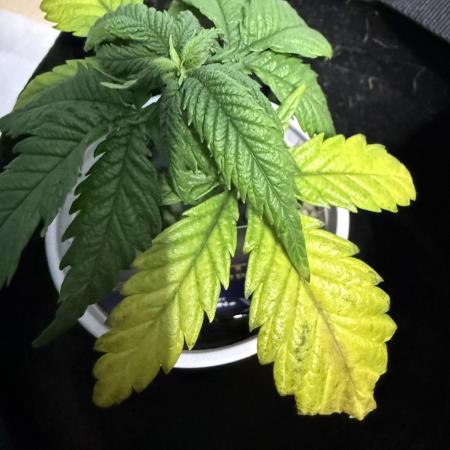 Eternity Grow Cup 2026 - Sticky Broccoli