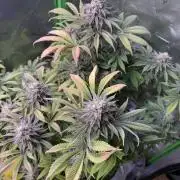 RQS Special Queen #1 Grow