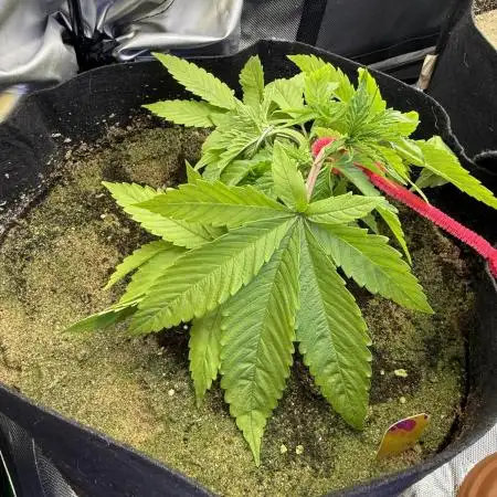 White Widow (OR Special Queen) grow 2
