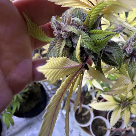 Misc. Breeding Projects