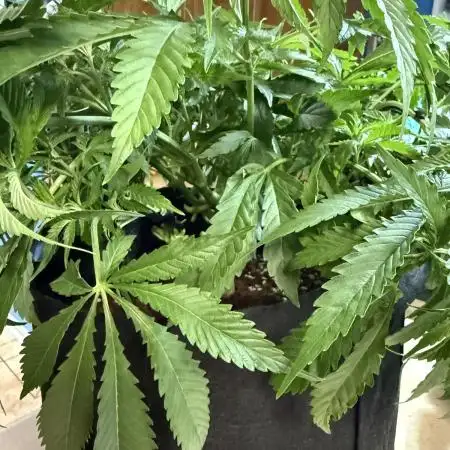 RQS Special Queen #1 Grow