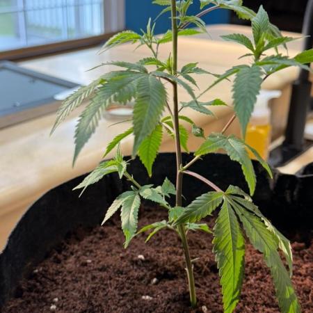 Mai Thai x Zkittles Cake Clone Grow