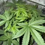 Amnesia Zkittles Auto Grow Log