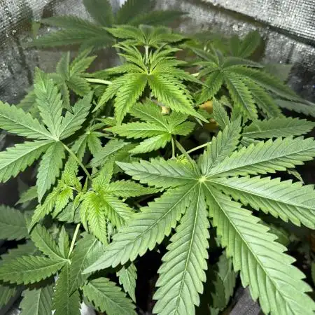 Amnesia Zkittles Auto Grow Log
