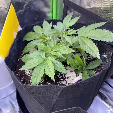 White Widow RQS