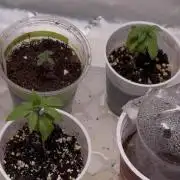 Karen Kush Photo Grow 1
