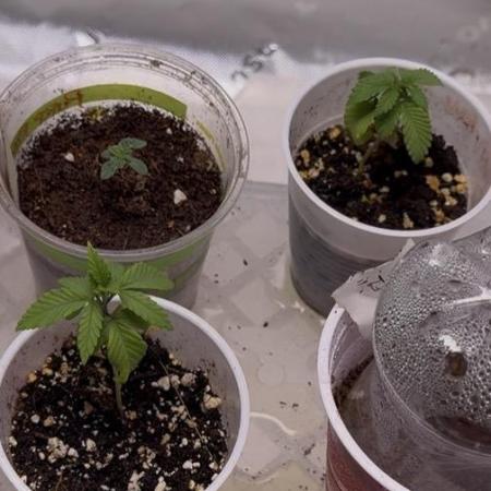 Karen Kush Photo Grow 1