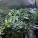 White Widow RQS