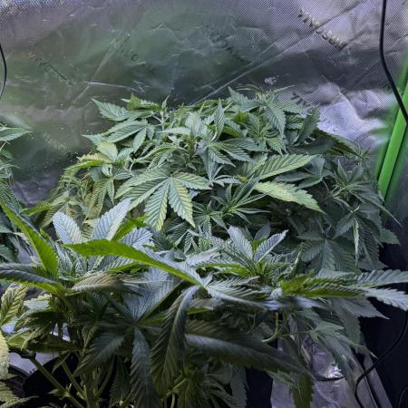 White Widow RQS