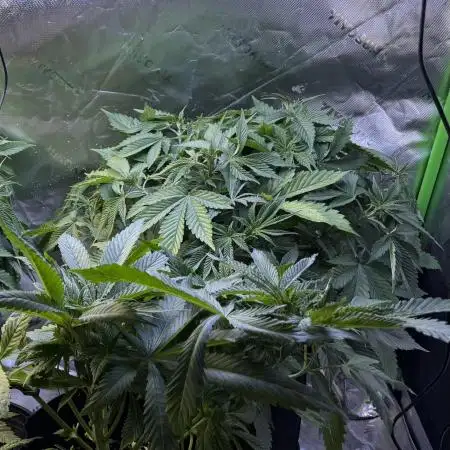 White Widow RQS