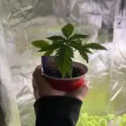 Eternity Grow Cup 2026 - Sticky Broccoli