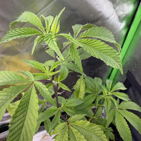 Mai Thai x Zkittles Cake Clone Grow