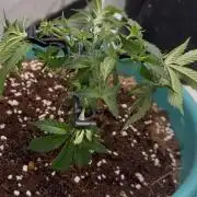 Brain Zkittles F1