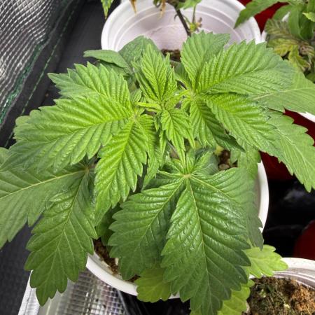 IZI Seeds Permanent Bluez Grow