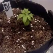 Purple Rim Photo Grows