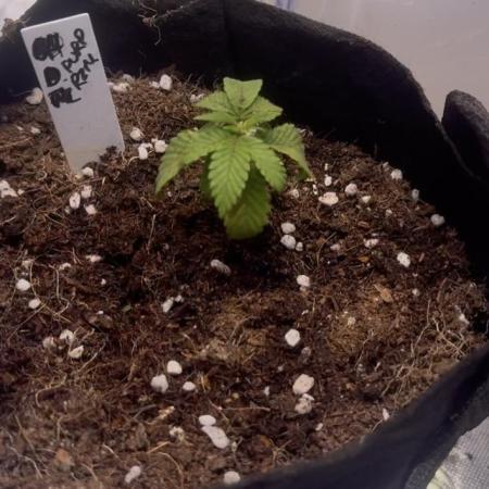 Purple Rim Photo Grows