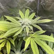 Eternity Grow Cup 2026 - Sticky Broccoli