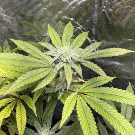 Eternity Grow Cup 2026 - Sticky Broccoli