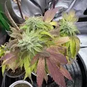 Double Rainbow - Tester grow