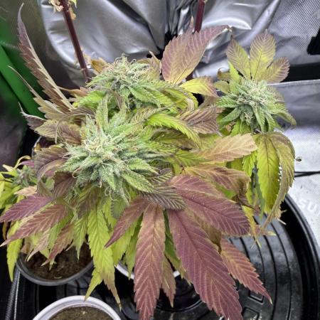 Double Rainbow - Tester grow
