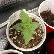 IZI Seeds Permanent Bluez Grow