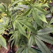 Slurricane Photo Grow