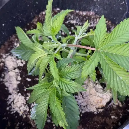 RQS Special Queen #1 Grow