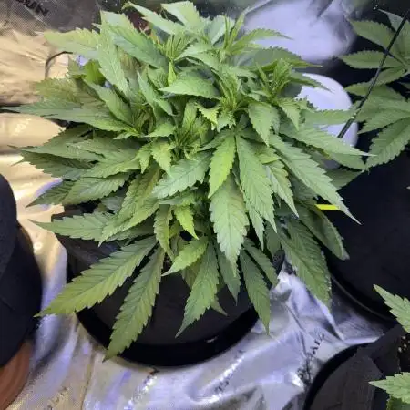 Chocolate Durban Fem Photo