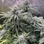 RQS Special Queen #1 Grow