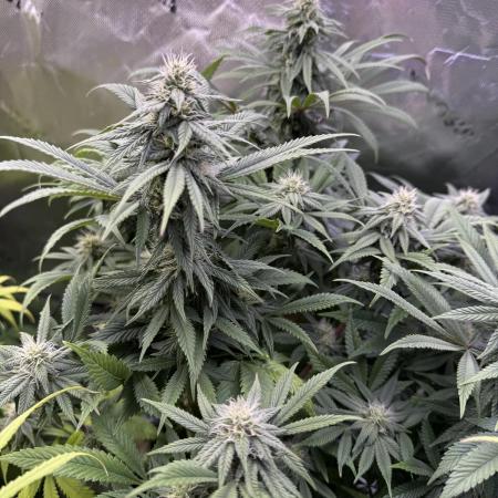 RQS Special Queen #1 Grow