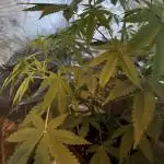 Amnesia Zkittles Auto Grow Log