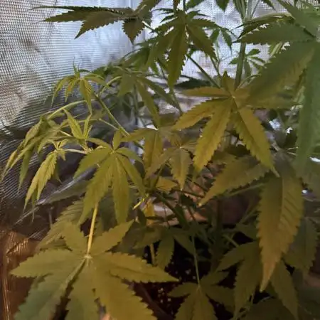 Amnesia Zkittles Auto Grow Log