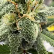 Amnesia Zkittles Auto Grow Log