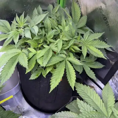 White Widow RQS