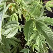 Mai Thai x Zkittles Cake Clone Grow