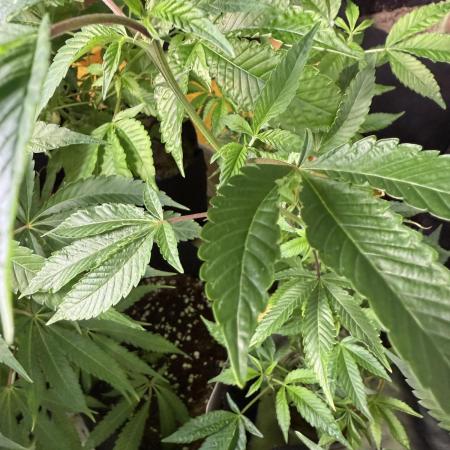 Mai Thai x Zkittles Cake Clone Grow