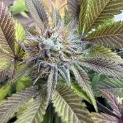 IZI Seeds Permanent Bluez Grow