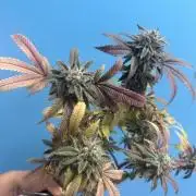 IZI Seeds Permanent Bluez Grow