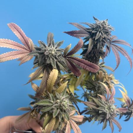 IZI Seeds Permanent Bluez Grow