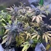 Slurricane Photo Grow