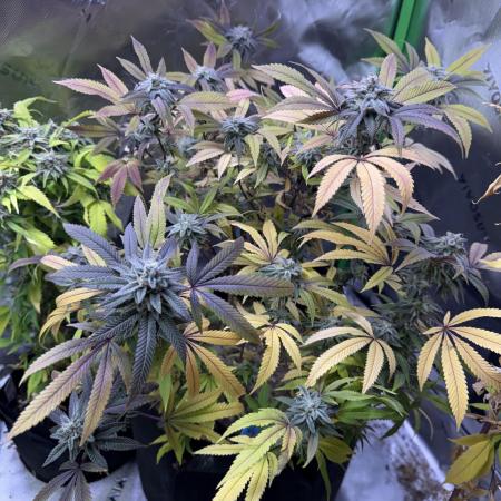 Slurricane Photo Grow